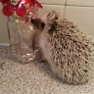 Meet your Posher, Lee